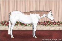 Horse Color:Silver Bay Roan Splash Frame Snowcap 