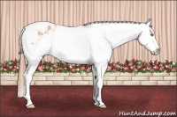 Horse Color:Amber Champagne Tobiano Appaloosa 