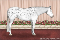 Horse Color:White Spotted Smoky Blue Roan Splash Appaloosa 