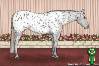 Horse Color:Brown Dun Appaloosa 