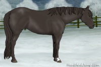 Horse Color:Liver Chestnut 