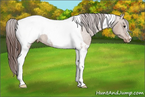 Horse Color: Bay Dun Tobiano Snowcap 