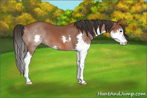 Horse Color: Bay Splash 