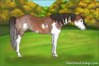 Horse Color:Bay Splash 