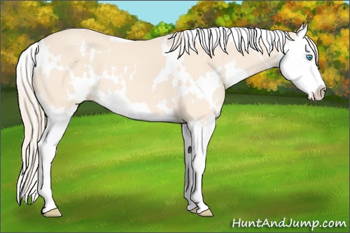 Horse Color: White Spotted Perlino Splash 