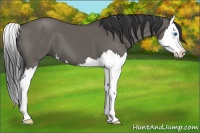 Horse Color:Grullo Splash 