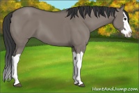 Horse Color:Grullo Splash 