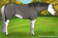 Horse Color:Grullo Splash 