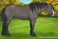 Horse Color:Grullo Splash 