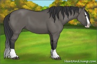 Horse Color:Grullo Splash 
