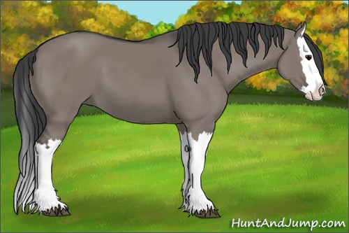 Horse Color: Grullo Splash 
