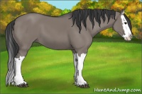 Horse Color:Grullo Splash 
