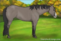Horse Color:Grullo Splash 