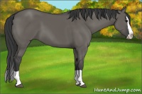 Horse Color:Grullo Splash 