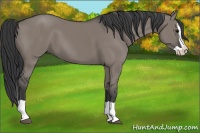 Horse Color:Grullo Splash 