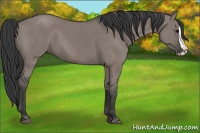 Horse Color:Grullo Splash 