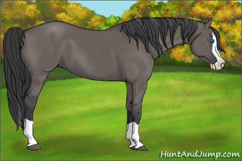 Horse Color: Grullo Splash 