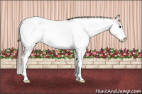 Horse Color:Bay Sabino Near Fewspot 