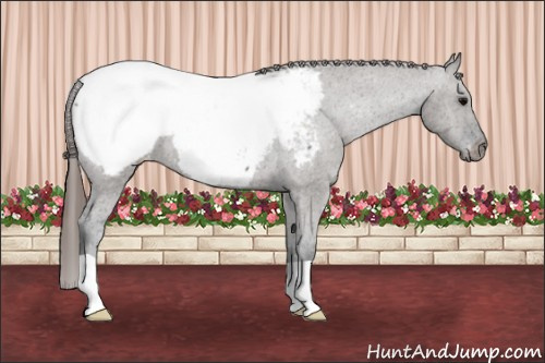 Horse Color: Grullo Snowcap 