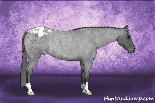 Horse Color: Blue Roan Blanket Rabicano 