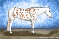 Horse Color:Chestnut Tobiano Appaloosa 