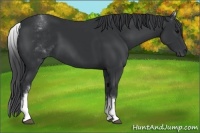 Horse Color:White Spotted Black 