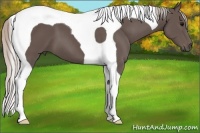 Horse Color:Silver Black Tobiano 