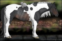 Horse Color:Brown Tobiano Rabicano 