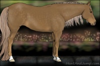 Horse Color:Chocolate Palomino 