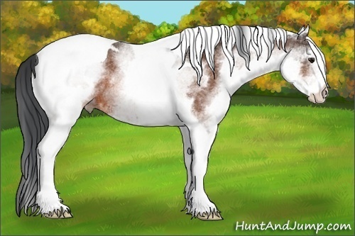 Horse Color:White Spotted Bay Tobiano