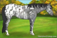 Horse Color:Black Ice Near Leopard Rabicano 