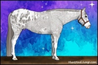 Horse Color:Grullo Ice Sabino Blanket