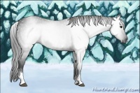 Horse Color:Gray White Spotted Black 