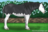 Horse Color:Black Splash