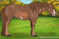Horse Color:Liver Chestnut Frame 