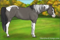 Horse Color:Grullo Splash Tobiano 