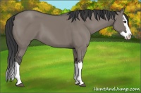 Horse Color:Grullo Splash 