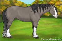 Horse Color:Grullo Splash 