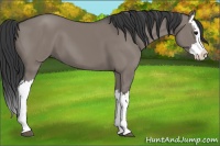 Horse Color:Grullo Splash 
