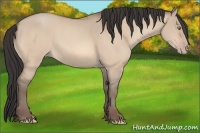 Horse Color:Amber Champagne Dun