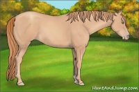 Horse Color:Gold Champagne 