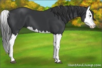 Horse Color:Black Splash 