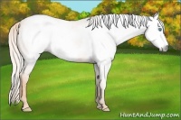 Horse Color:Gray Cremello Frame 