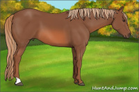 Horse Color:Liver Chestnut 