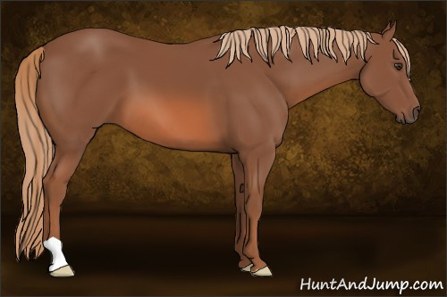 Horse Color: Chestnut 