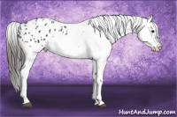 Horse Color:Black Appaloosa Rabicano
