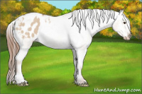 Horse Color:Liver Red Dun Appaloosa 