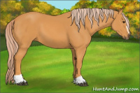 Horse Color:Chocolate Palomino Sabino 