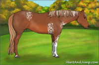 Horse Color:White Spotted Liver Chestnut 