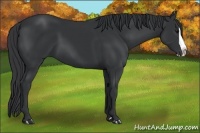 Horse Color:Black Splash 